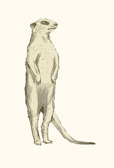 ミールキャットのイラストの描画スタイル プレミアムベクター ミールキャットのイラストの描画スタイル プレミアムベクター