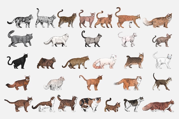 ネコ 画像 無料のベクター ストックフォト Psd ネコ 画像 無料のベクター ストックフォト Psd