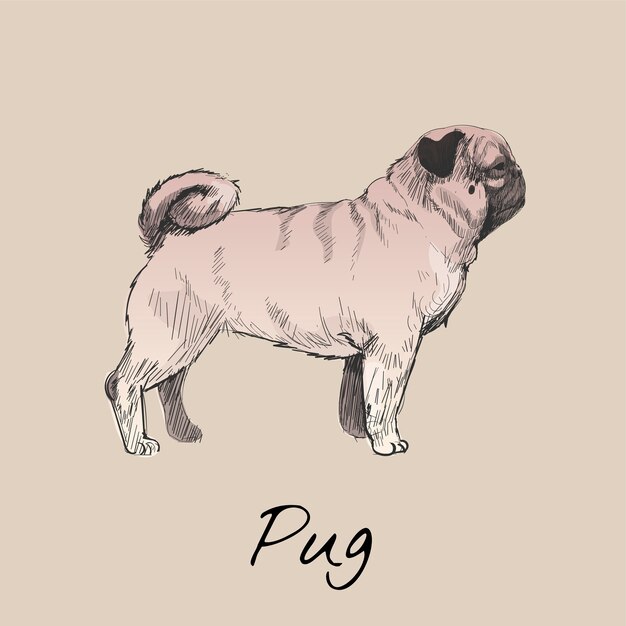 パグ 画像 無料のベクター ストックフォト Psd