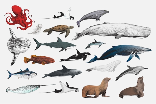 海洋生物コレクションのイラストの描画スタイル