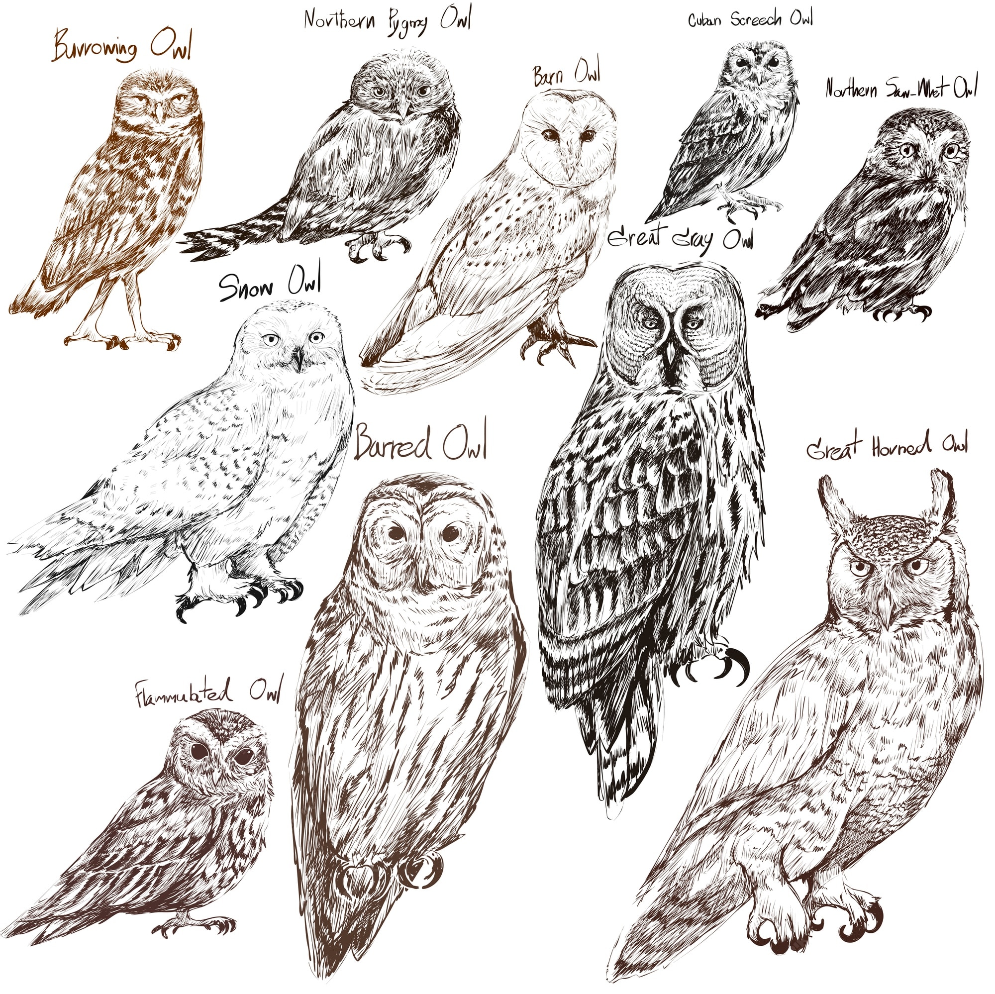 Owl 画像 無料のベクター ストックフォト Psd