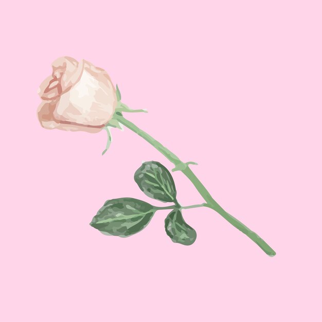 Vettore gratuito illustrazione di disegno fiore rosa bianca