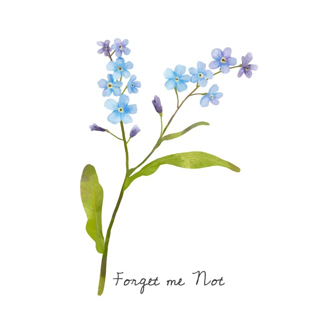 Illustration of Forget me not flower isolated on white background.
