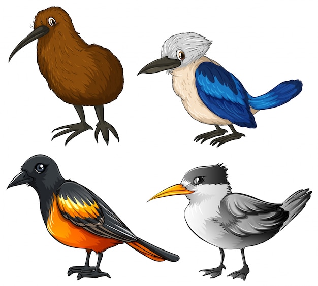 Illustration of four different kind of birds