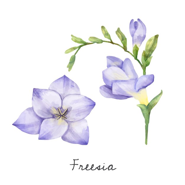 白い背景に隔離されたFreesiaの花のイラスト。