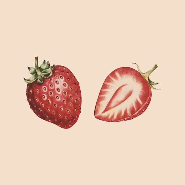 Vettore gratuito illustrazione di stile acquerello frutta