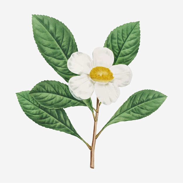 Illustration of Gordonia pubescens or Franklinia