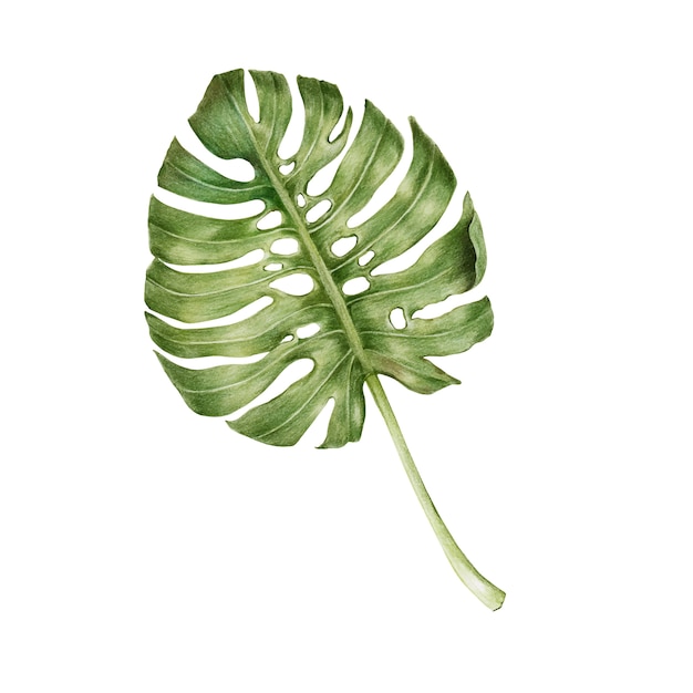 Иллюстрация зеленого листа акварельного стиля