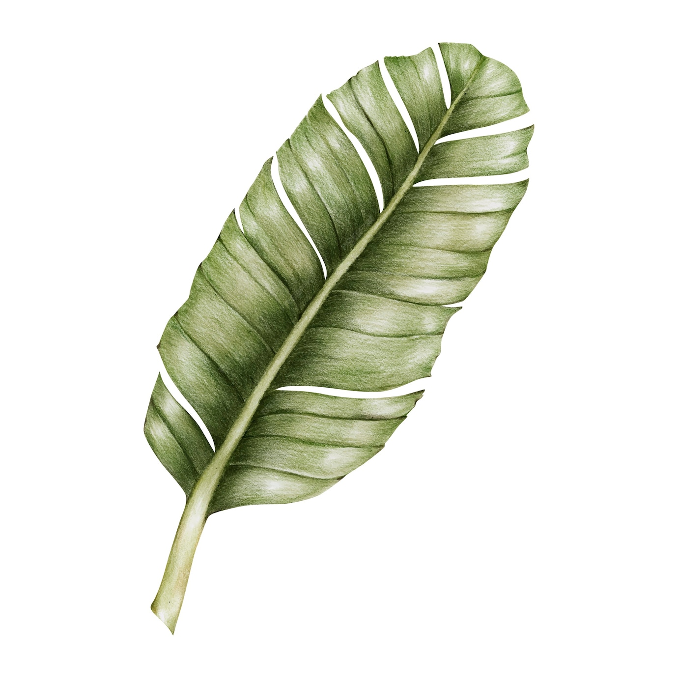 Free Vector | Illustration of green leaf watercolor style