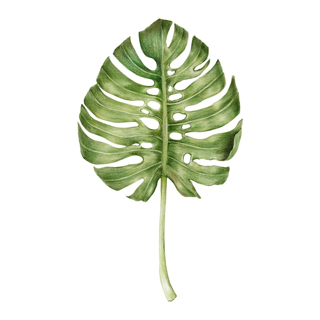 Illustration of green leaf watercolor style