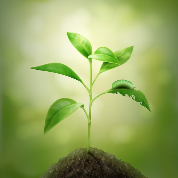 illustration of green young sprout growing in soil