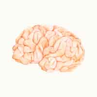 Free vector illustration of a human brain