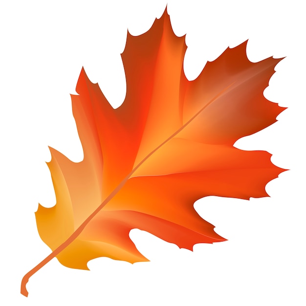 Maple Leaf Png Vectors & Illustrations for Free Download