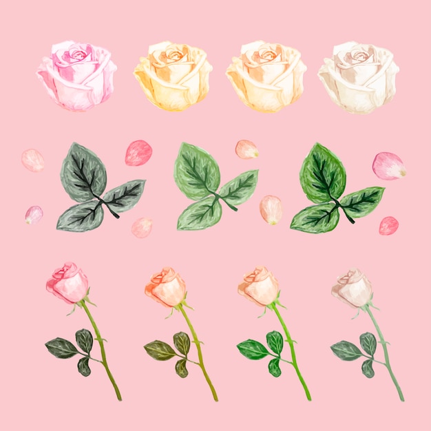 Бесплатное векторное изображение Иллюстрация рисунок белый цветок розы