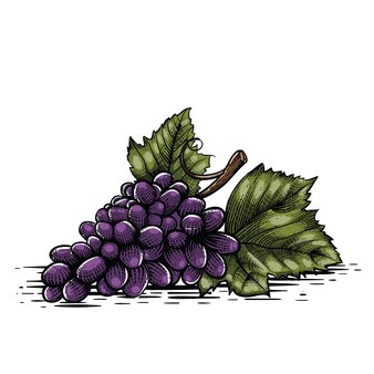 Иллюстрация винограда в стиле гравюры на стекле premiumvector