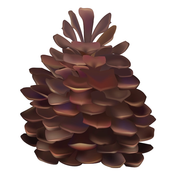 Бесплатное векторное изображение Иллюстрация pinecone, изолированных на белом фоне