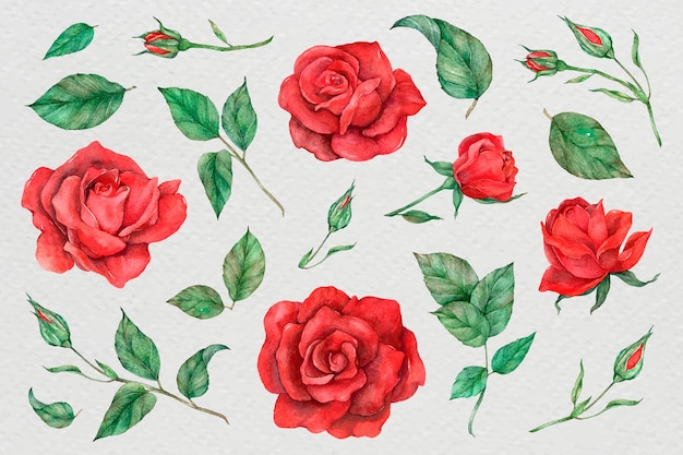 Бесплатное векторное изображение Иллюстрация набора розы и листьев