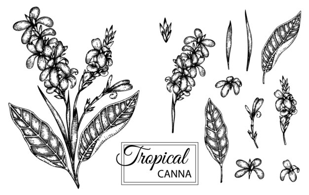 分離された熱帯の花のイラスト 手描きのカンナ プレミアムベクター