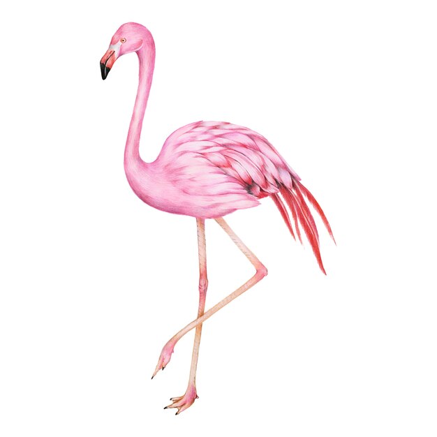 Illustration of pink flamingo watercolor style