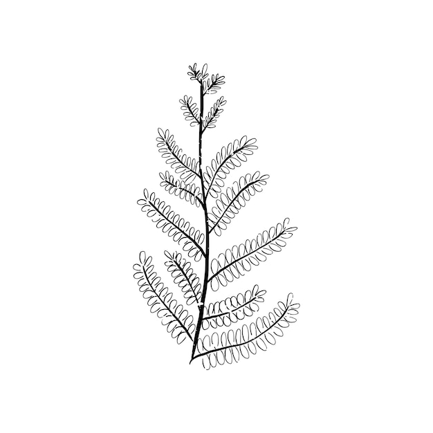 Free vector illustration of plant