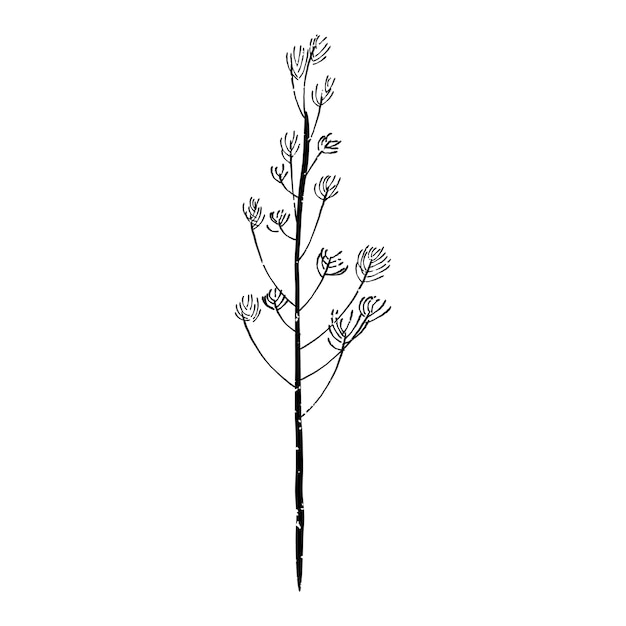 Illustration of plant