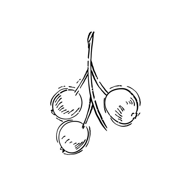 Illustration of plant