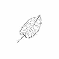 Free vector illustration of plant