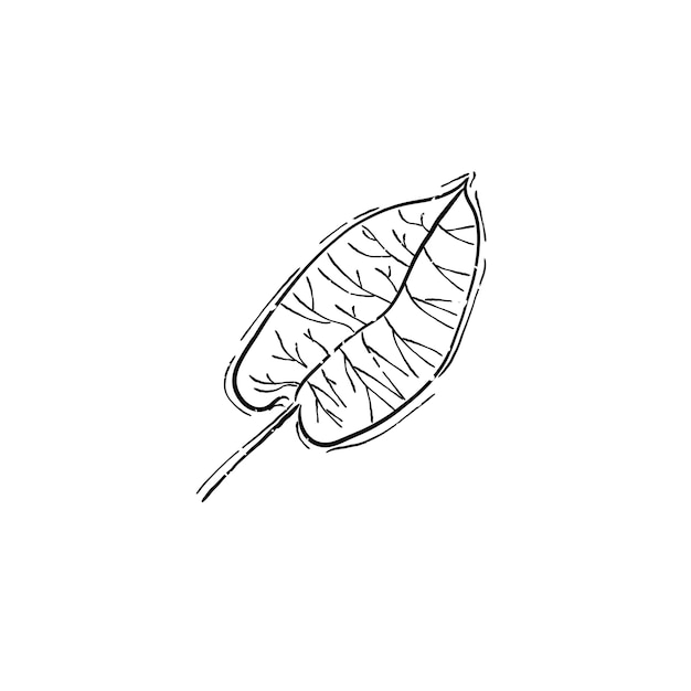 Illustration of plant