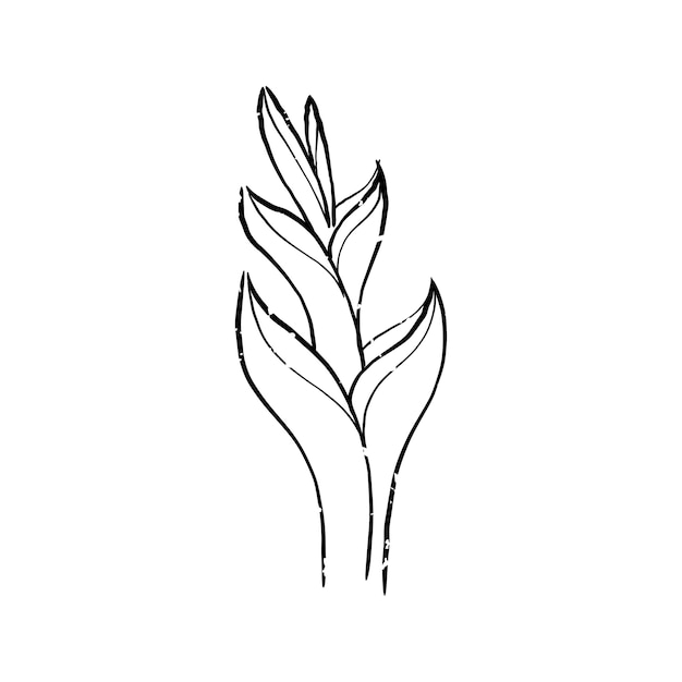 Illustration of plant