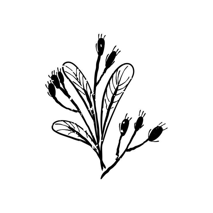 Free Vector illustration of plant