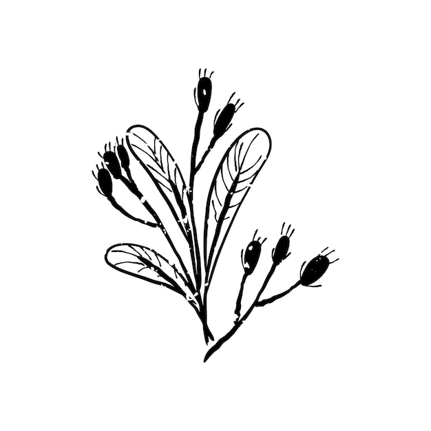 Illustration of plant