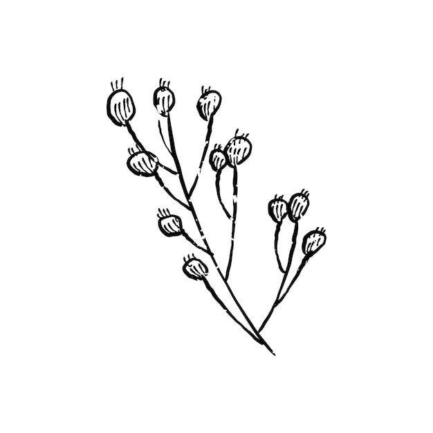 Illustration of plant