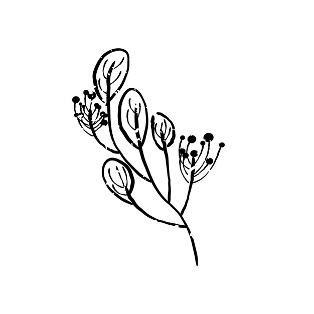 Иллюстрация растения