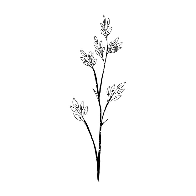 Illustration of plant