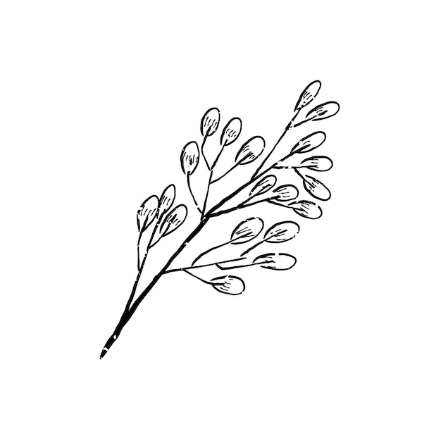 Illustration of plant