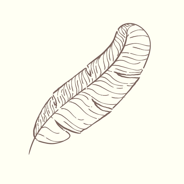 Illustration of plant