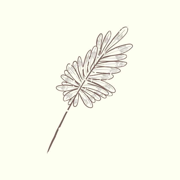 Illustration of plant