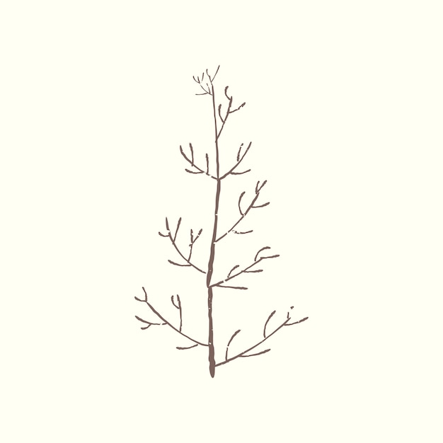 Illustration of plant