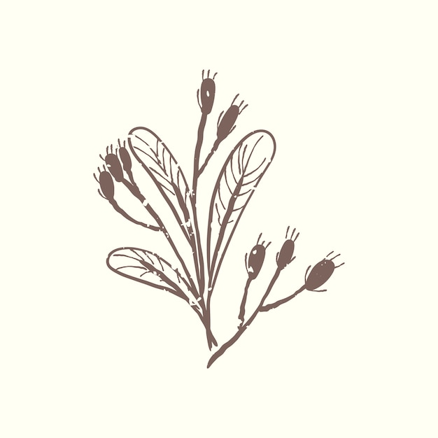 Free vector illustration of plant