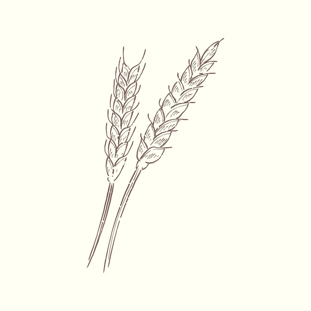 Illustration of plant