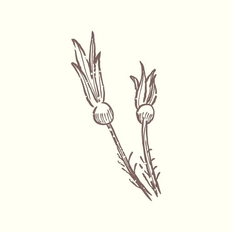 Free Vector illustration of plant