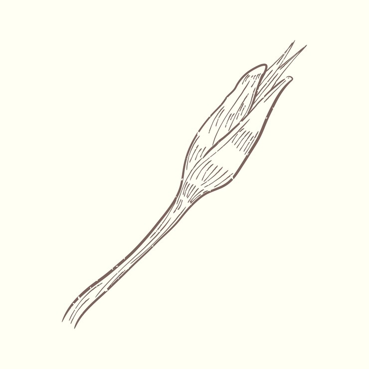 Free Vector illustration of plant