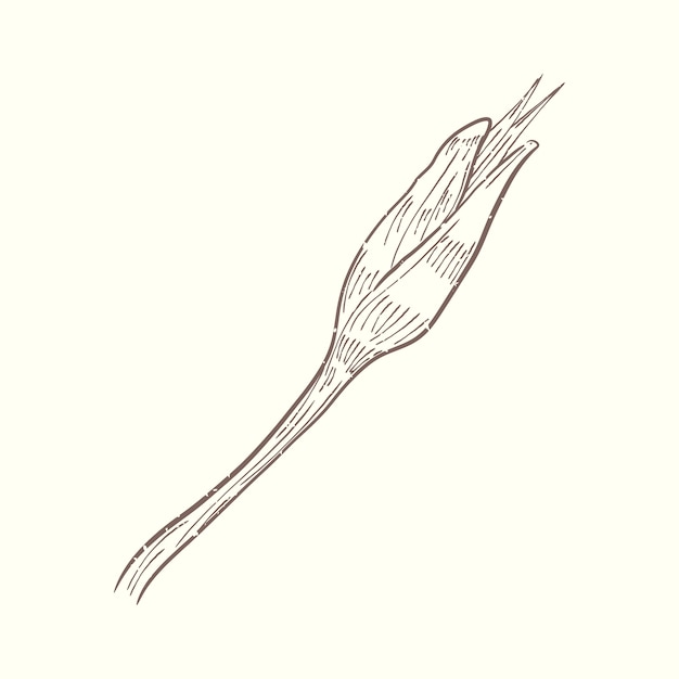 Illustration of plant