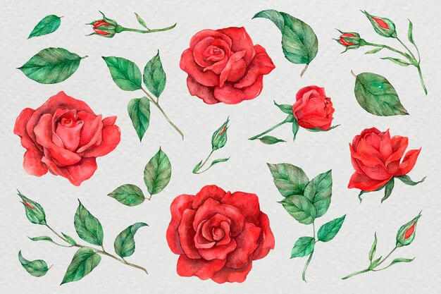 Иллюстрация набора розы и листьев