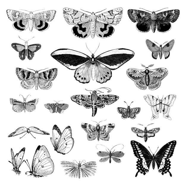 Illustration set of various insects