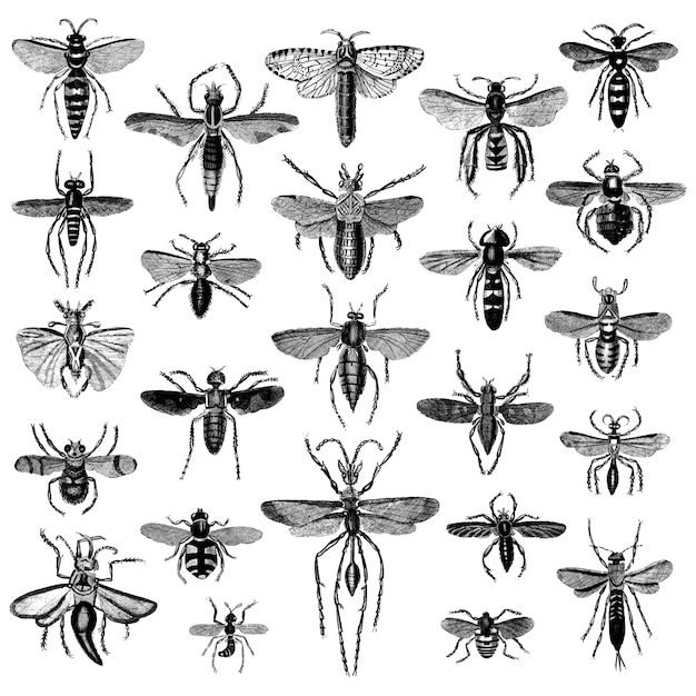 Illustration set of various insects