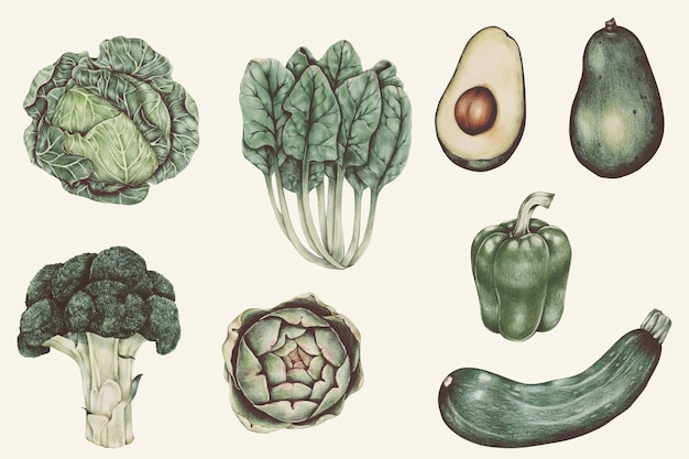 Illustration set of vegetable watercolor style