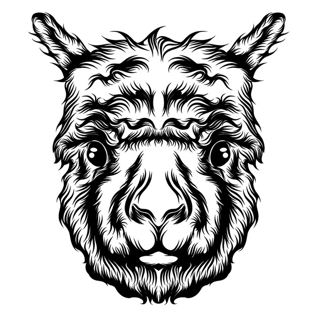 Alpaca Head Images Free Vectors Stock Photos Psd