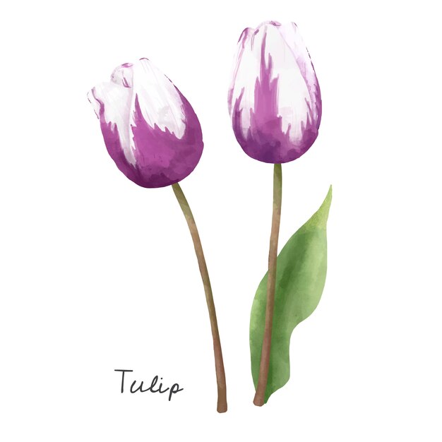 Illustration of Tulip flower isolated on white background.
