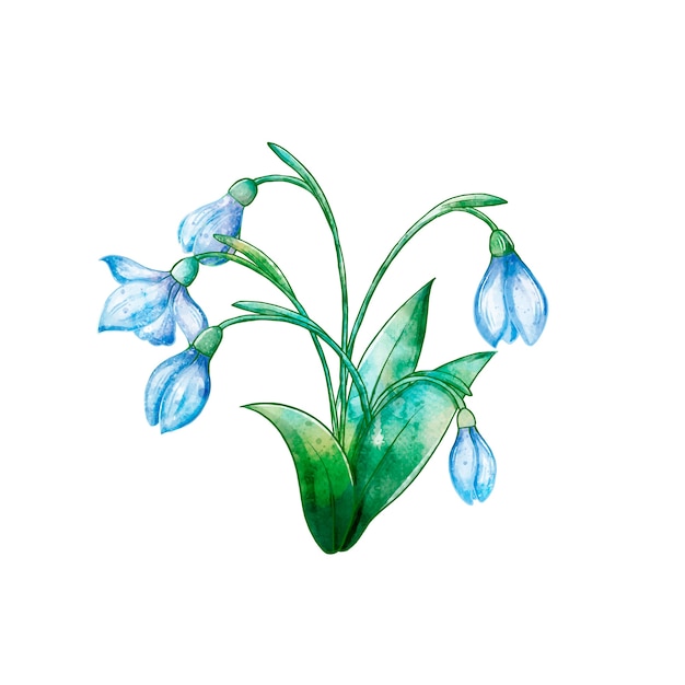 Ilustración de campanilla de invierno acuarela